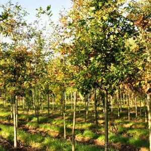 Quercus robur 8-10 S